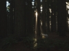 redwoods 4